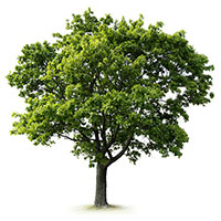 Tree Picture - 