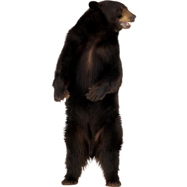 خرس - دانلود تصویر دوربری شده خرس - تصویر دوربری شده خرس -Download free Bear png image 