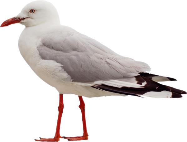Seagull - دانلود تصویر دوربری شده مرغ دریایی - تصویر دوربری شده مرغ دریایی-Download free Seagull png image - 