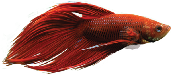 ماهی قرمز - دانلود تصویر دوربری شده ماهی - تصویر دوربری شده ماهی قرمز-Download free Red Fish png image - 