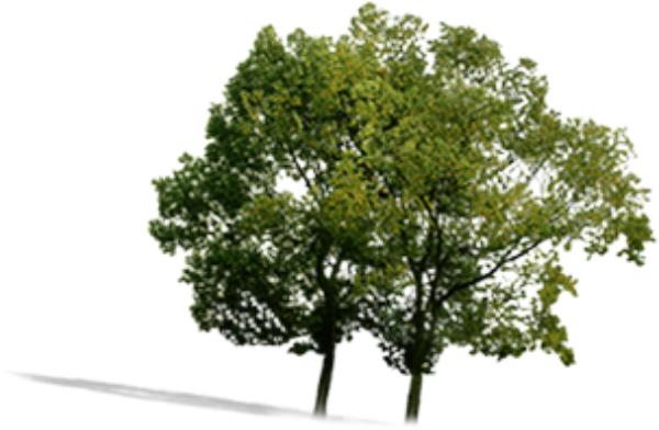 Tree - دانلود تصویر دوربری شده درخت - تصویر دوربری شده درخت --Download free Tree png image 