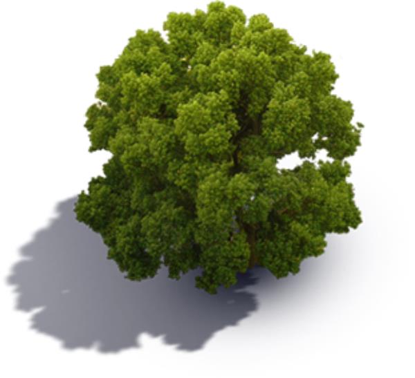 درخت - دانلود تصویر دوربری شده درخت - تصویر دوربری شده درخت --Download free Tree png image 